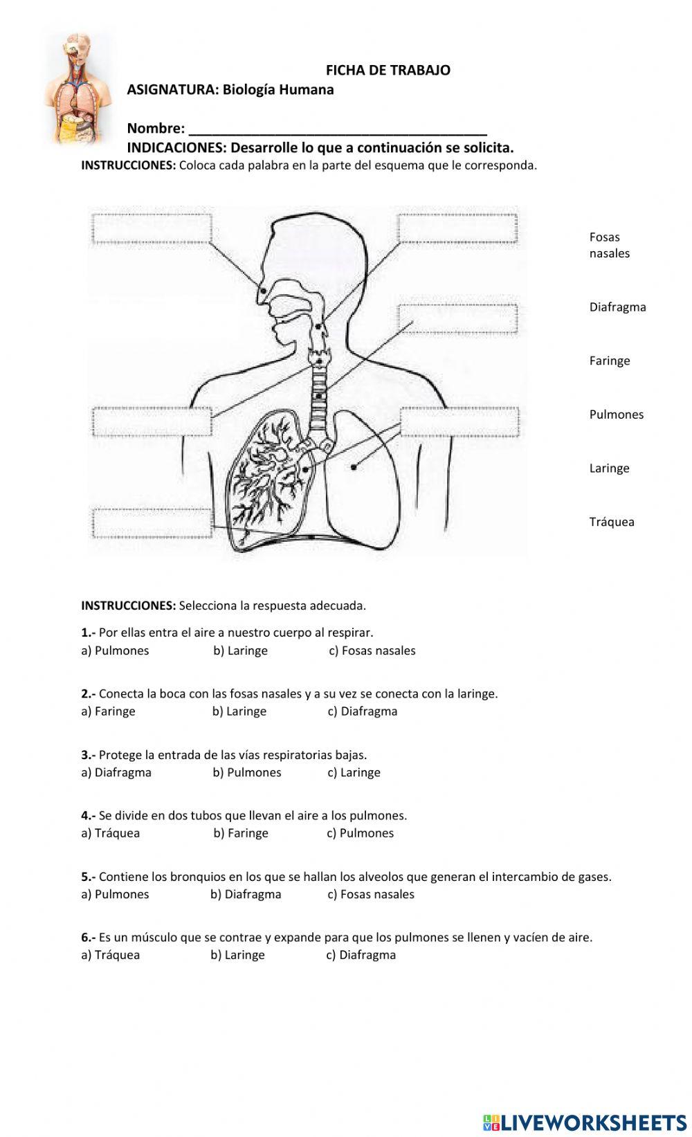 Sistema Respiratorio