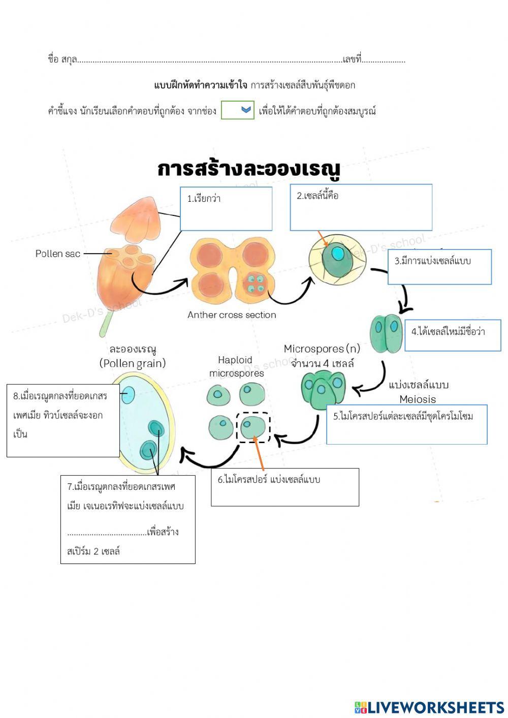 การสร้างเซลล์สืบพันธุ์พืชดอก