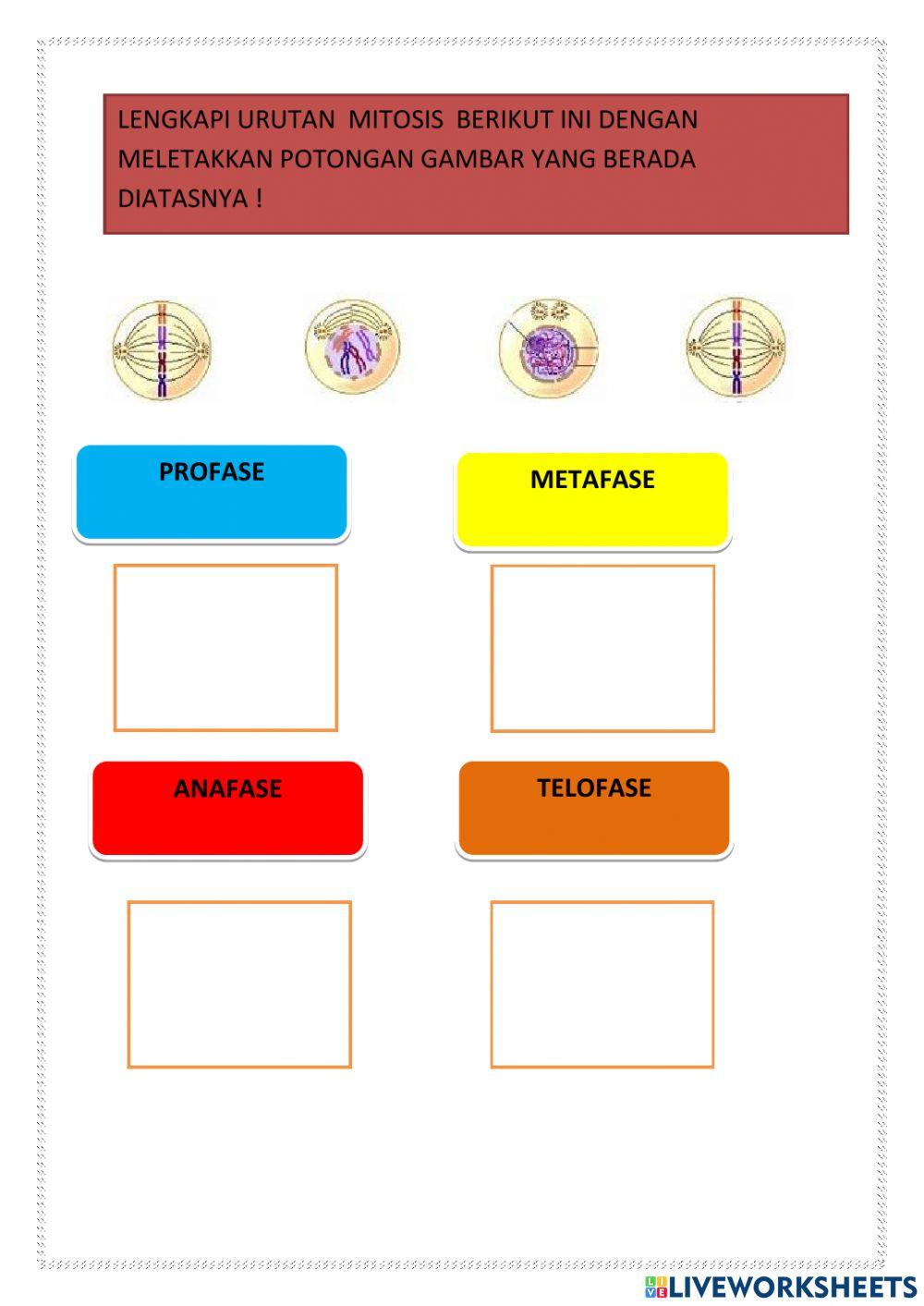 Sistem Reproduksi Manusia