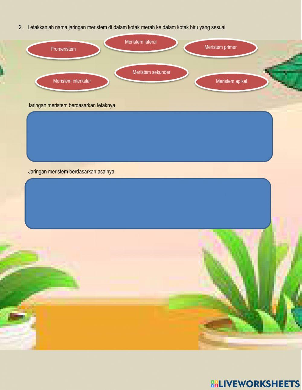 Jaringan Pada Tumbuhan