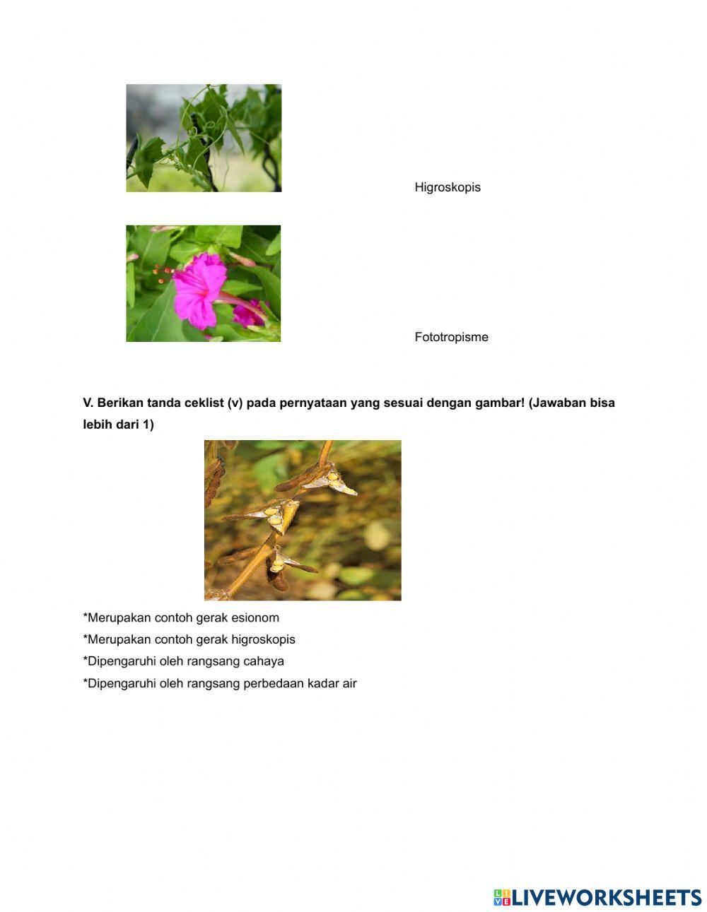 LKPD Gerak pada tumbuhan