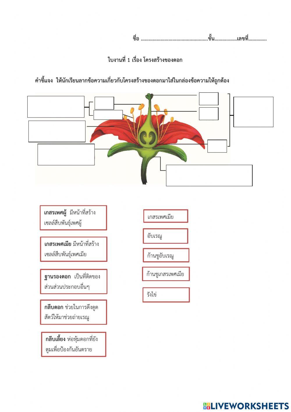 โครงสร้างของดอก