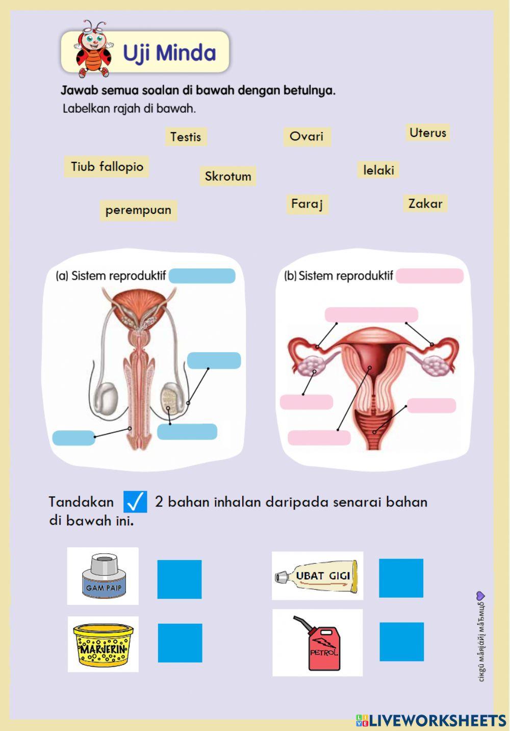 Kesihatan diri dan reproduktif