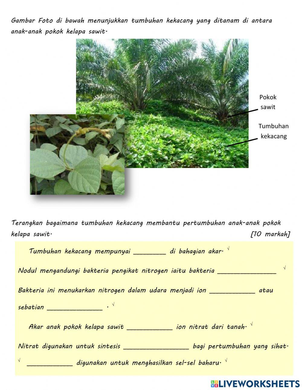 Peranan Mikroorganisma : Kitar nitrogen