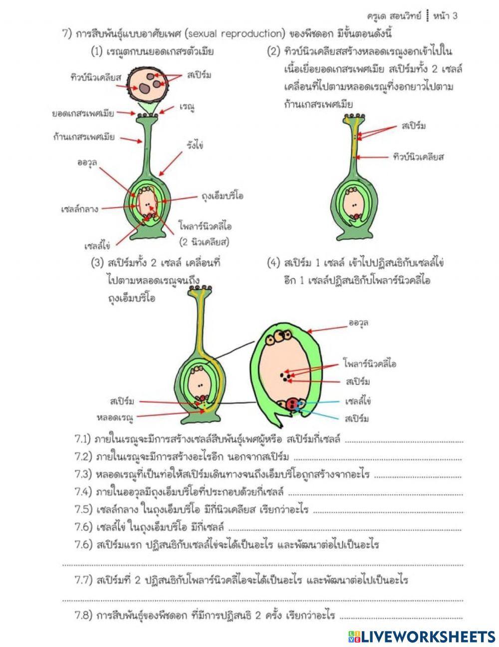 การสืบพันธุ์ของพืช