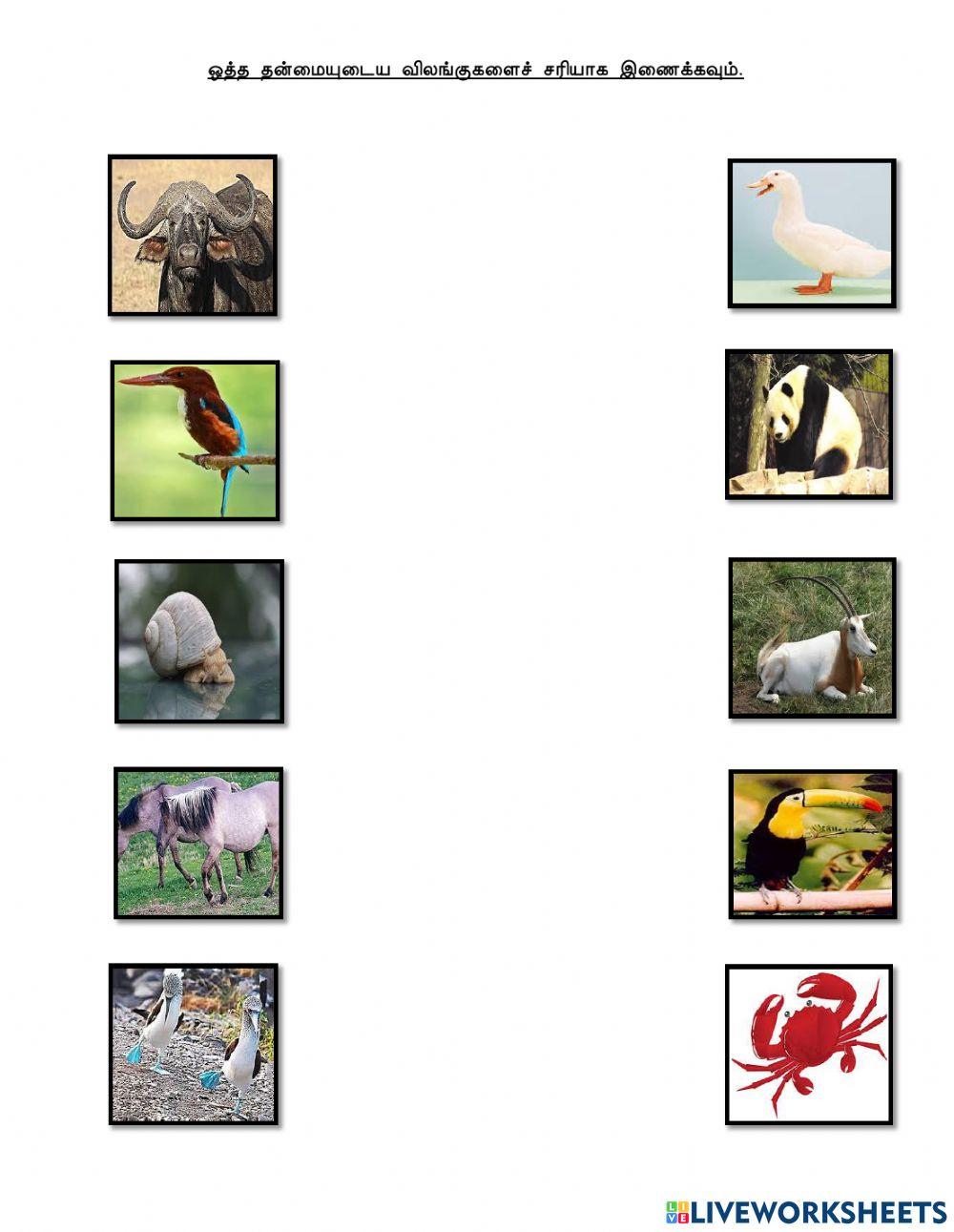 விலங்குகள் அறிவியல் ஆண்டு 1