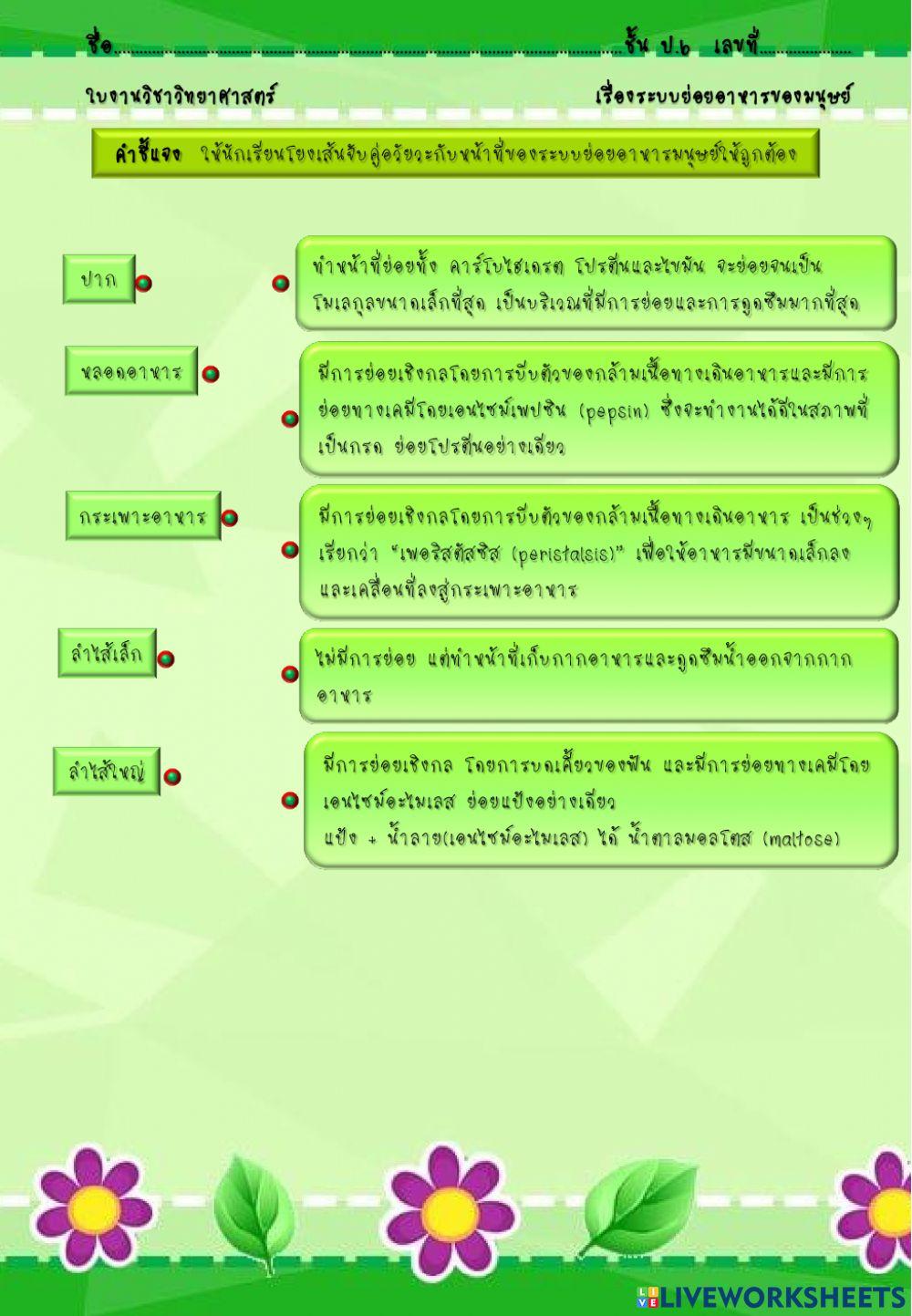 ระบบย่อยอาหารของมนุษย์