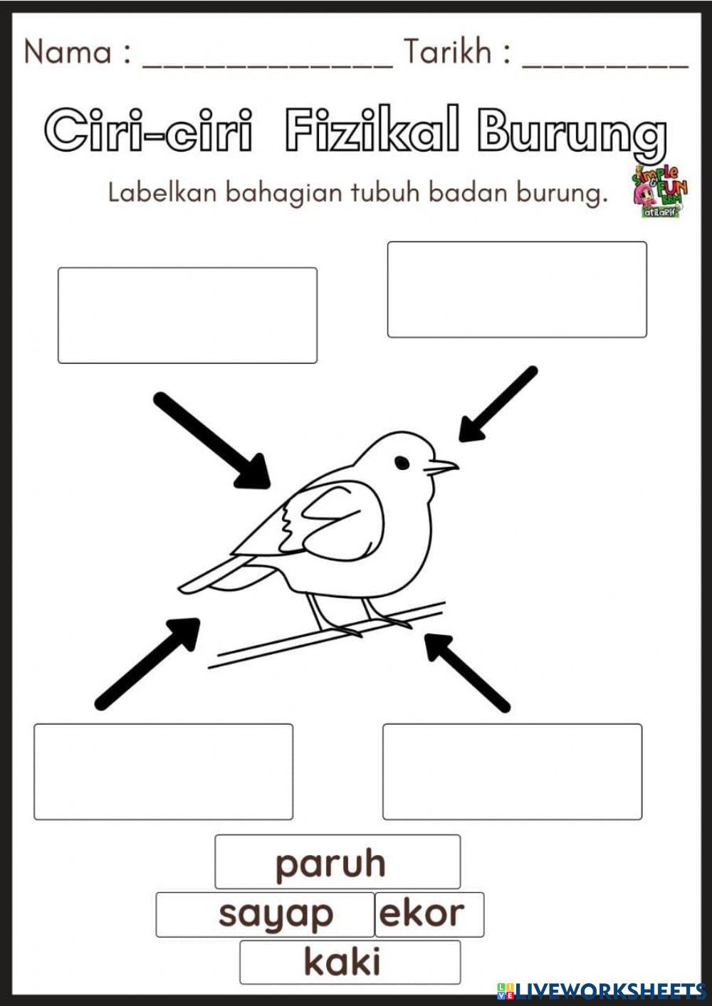 Ciri-ciri Fizikal Burung