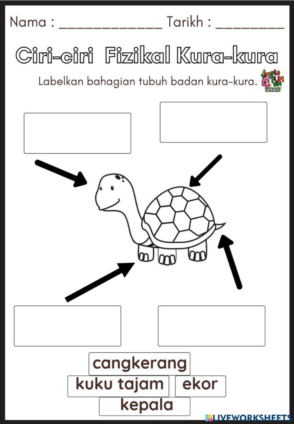 Ciri-ciri Fizikal Kura-kura