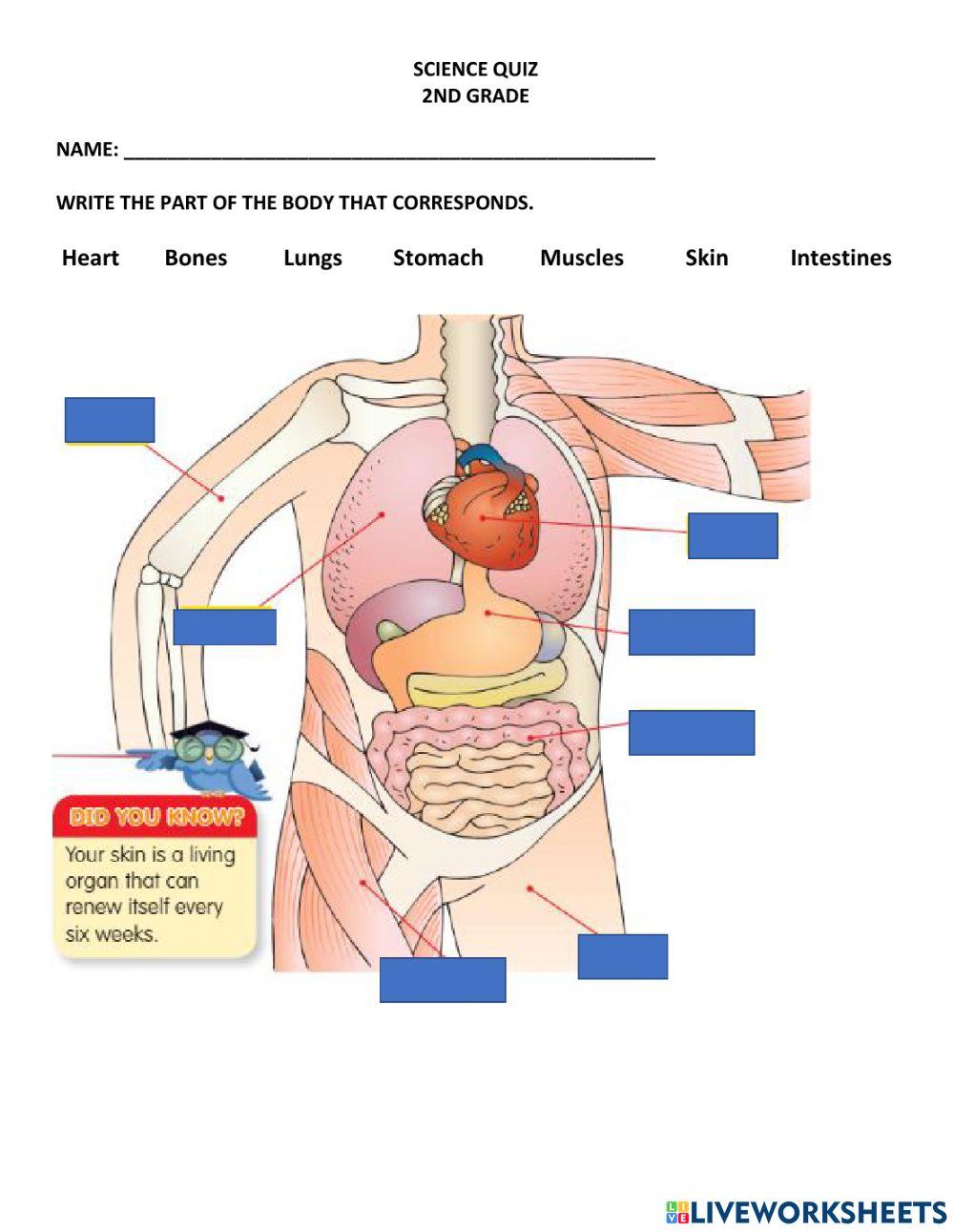 The organs