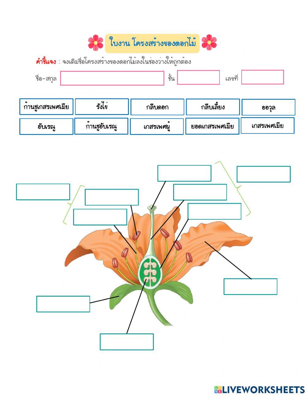 โครงสร้างดอกไม้