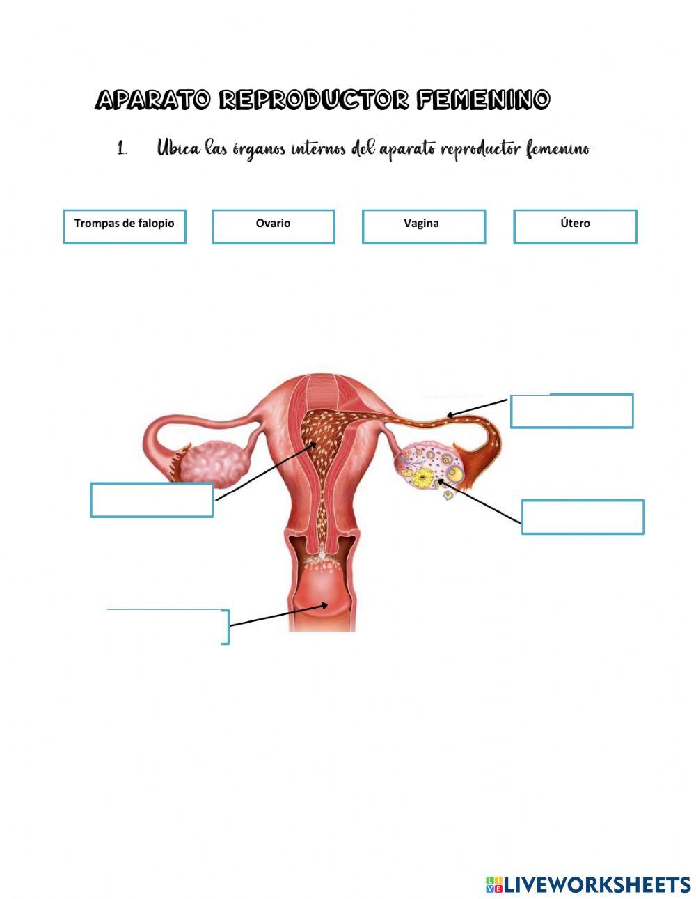 Aparato reproductor femenino