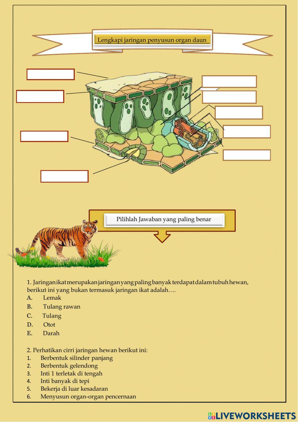 Jaringan tumbuhan & hewan
