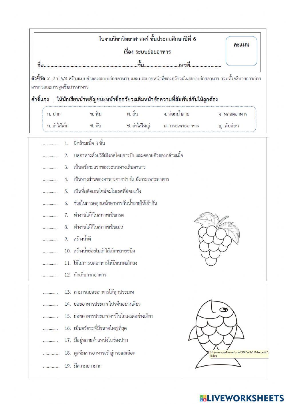 แบบฝึกหัดระบบย่อยอาหาร-ป.6