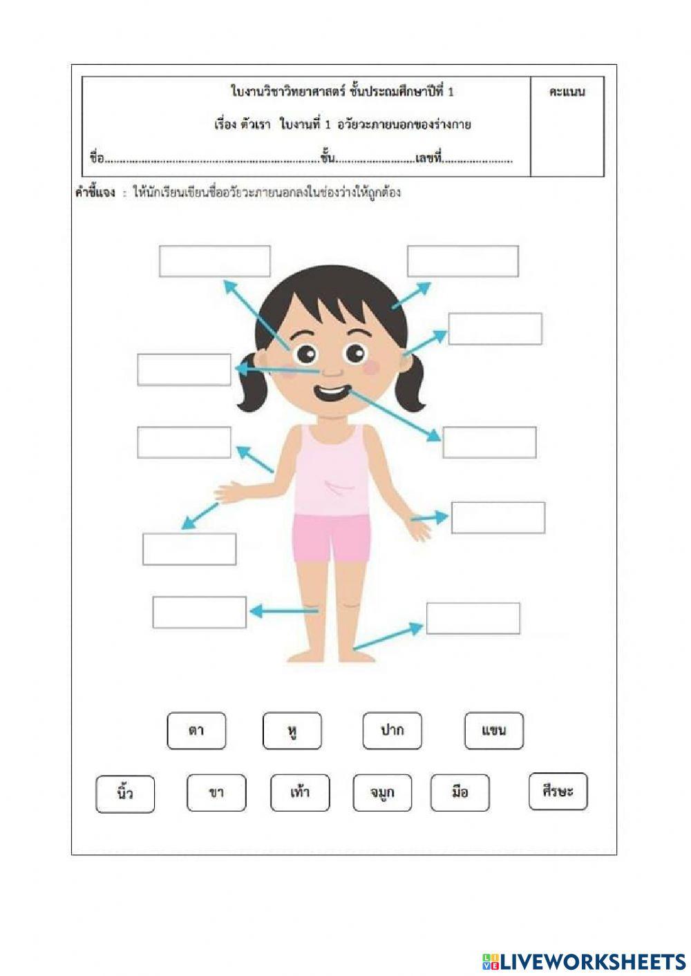 อัวยวะภายนอก