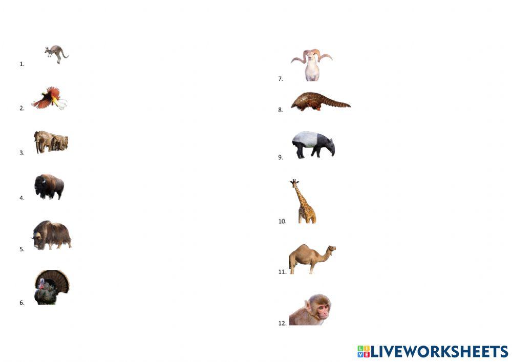 Persebaran Fauna di Dunia