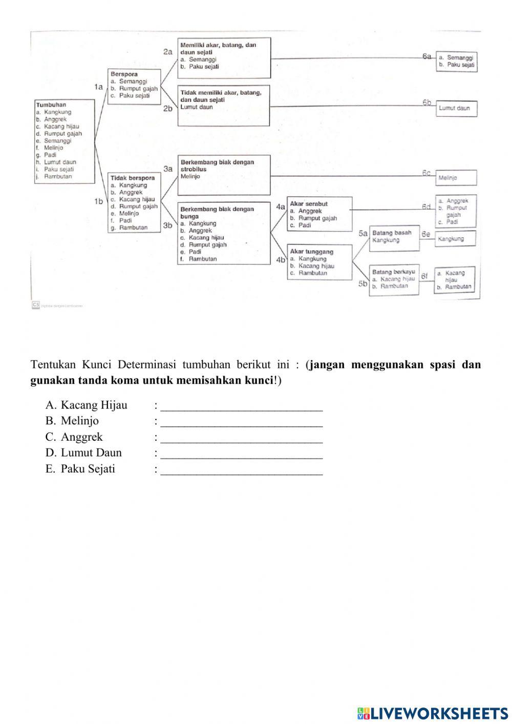 Takson dan Kunci Determinasi