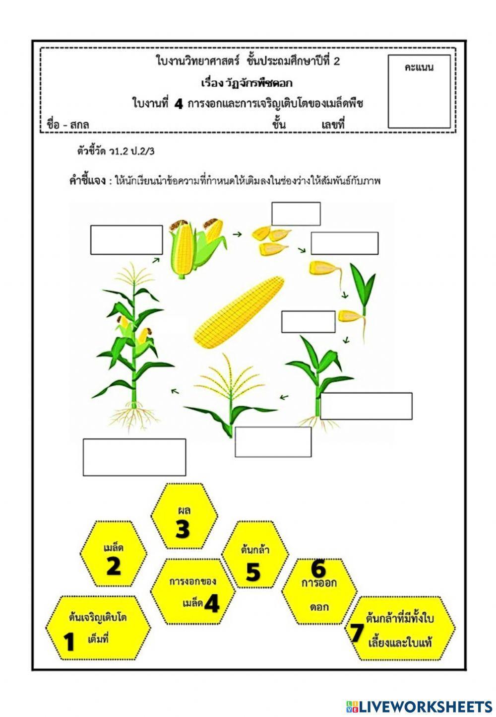 วัฏจักรชีวิตของพืชดอก