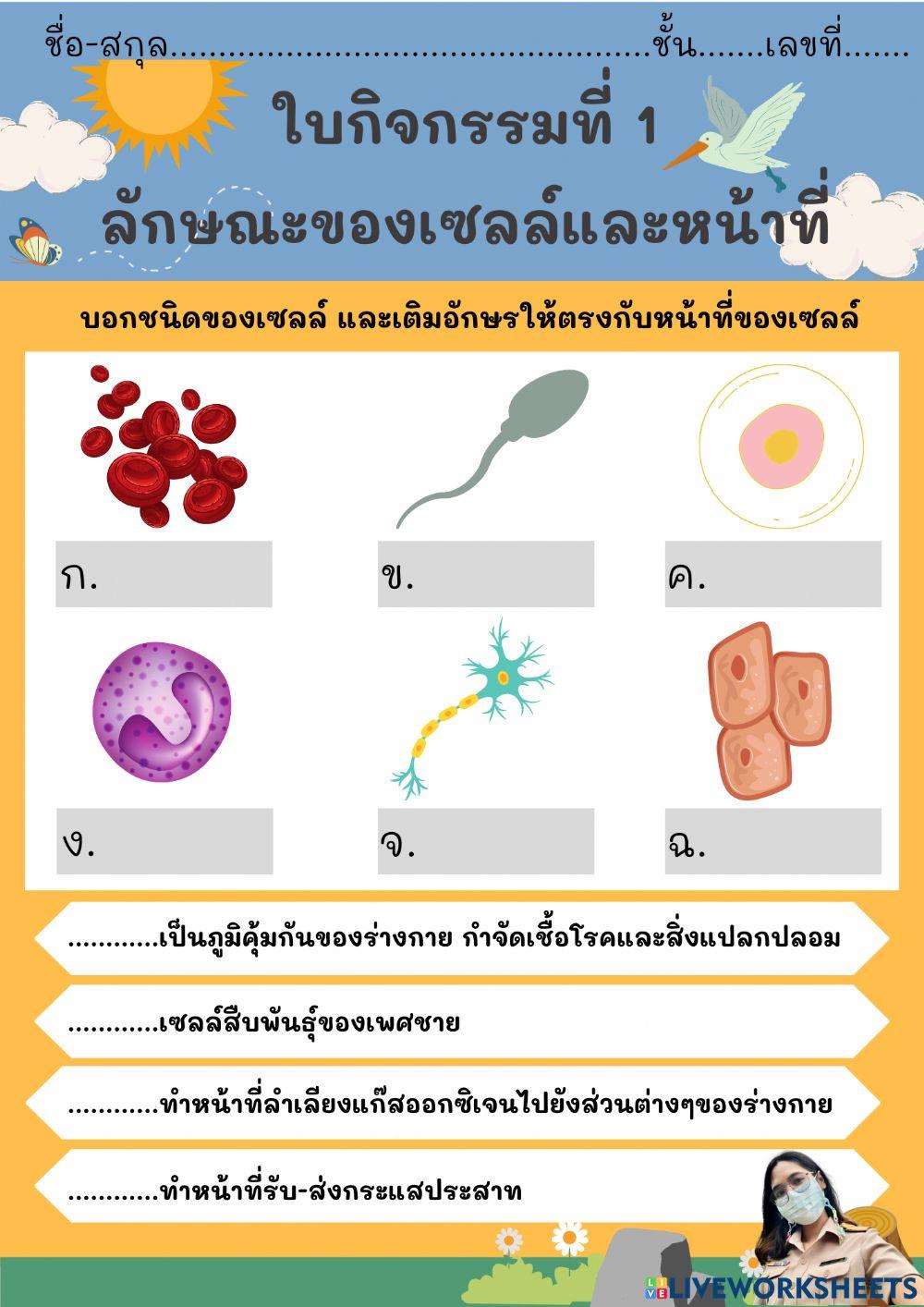 ใบงานลักษณะและหน้าที่ของเซลล์
