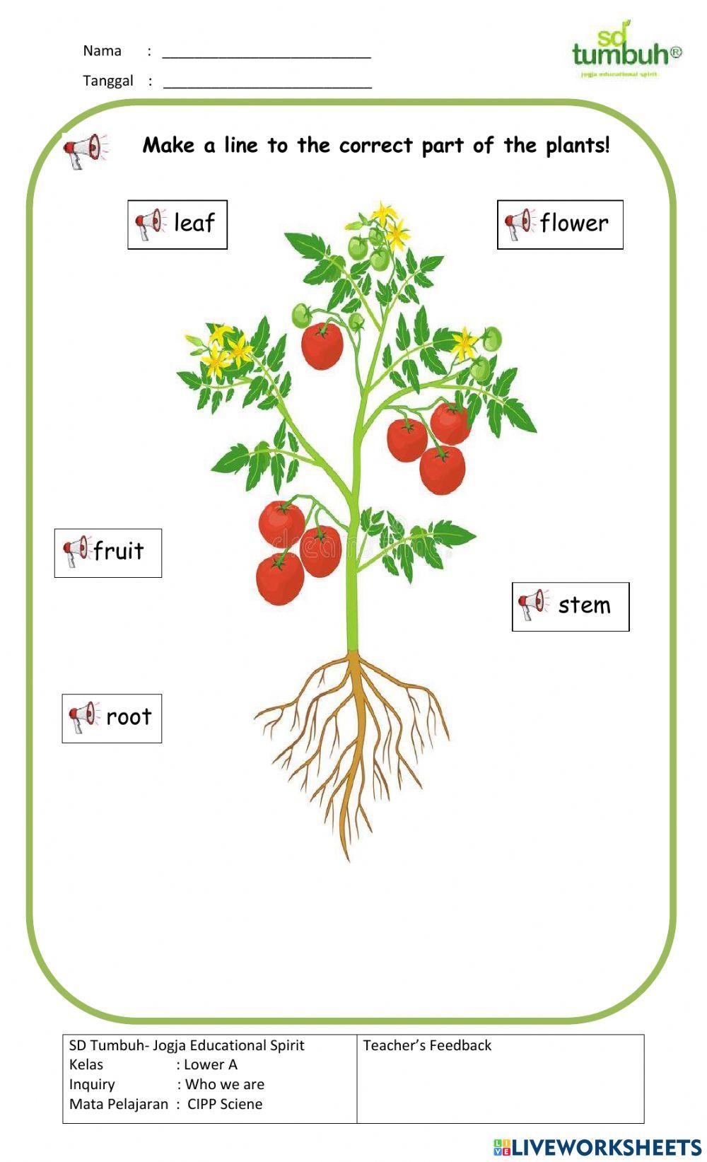 CIPP Science-Plants-Multiple Choice