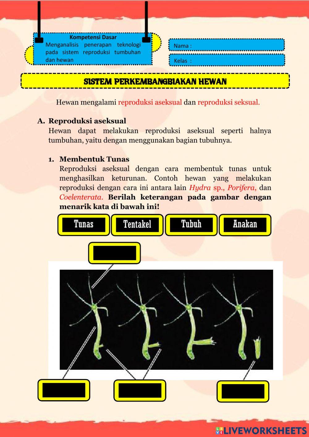 LKPD Reproduksi Hewan
