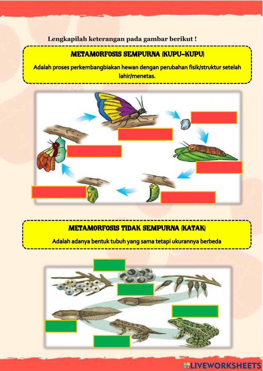LKPD Reproduksi Hewan