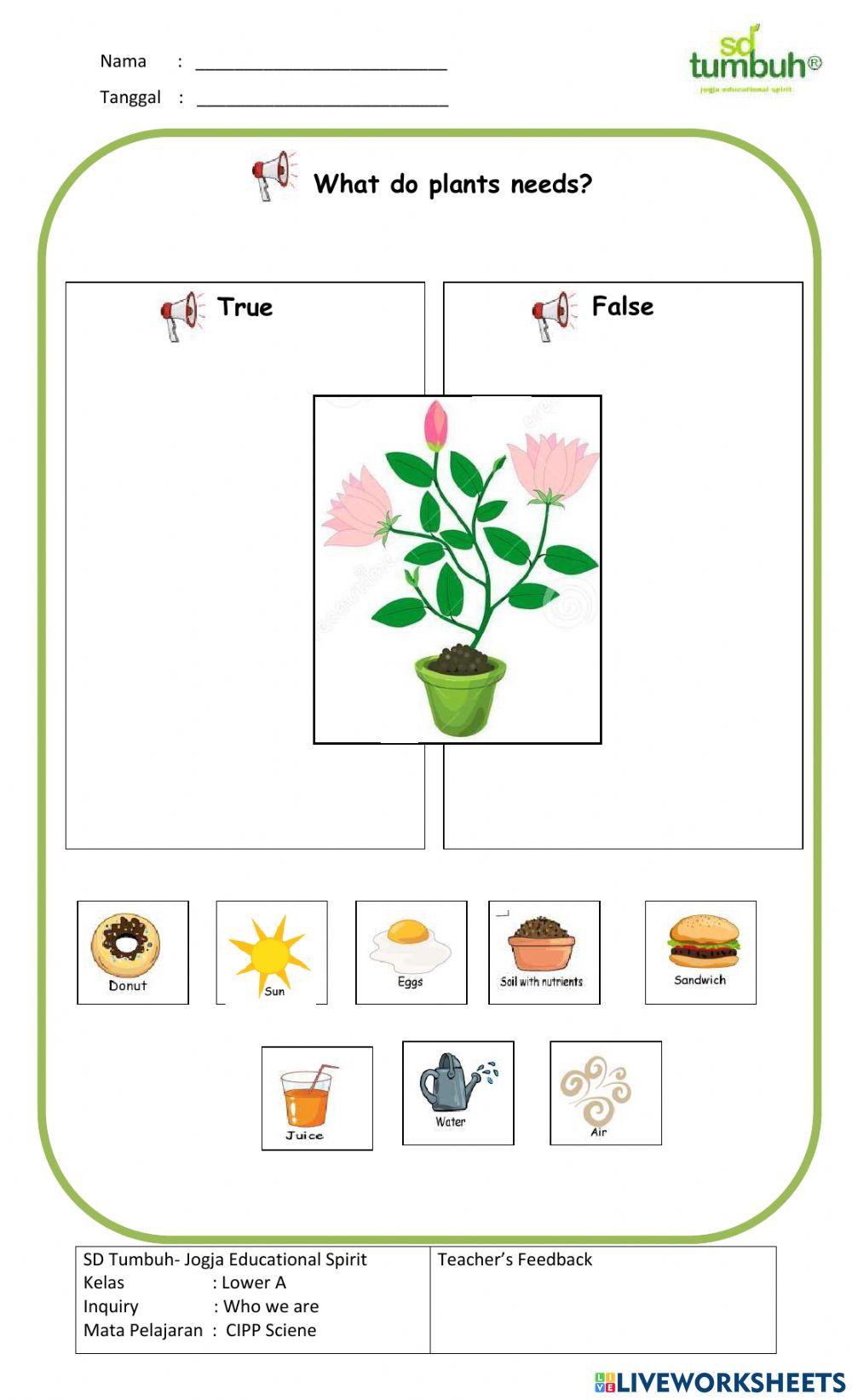 CIPP Science-Plants-Essay