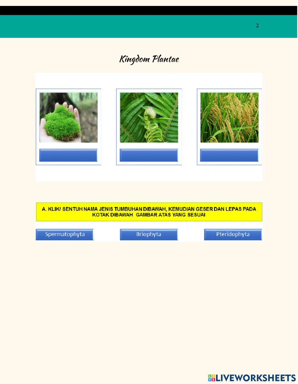 Klasifikasi Tumbuhan