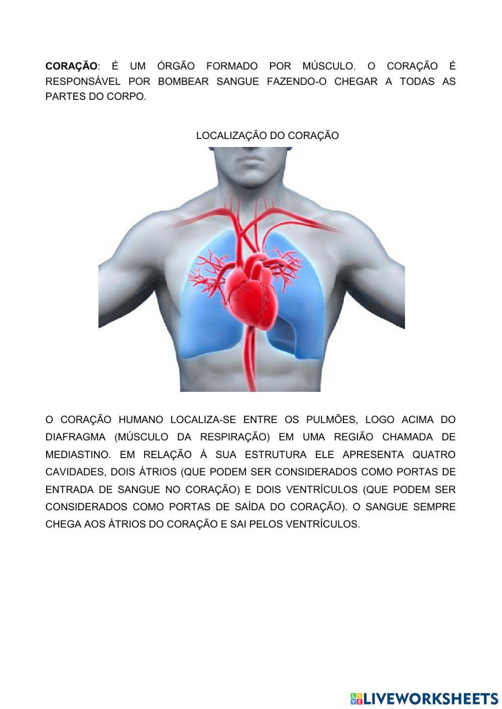 Sistema cardiovascular