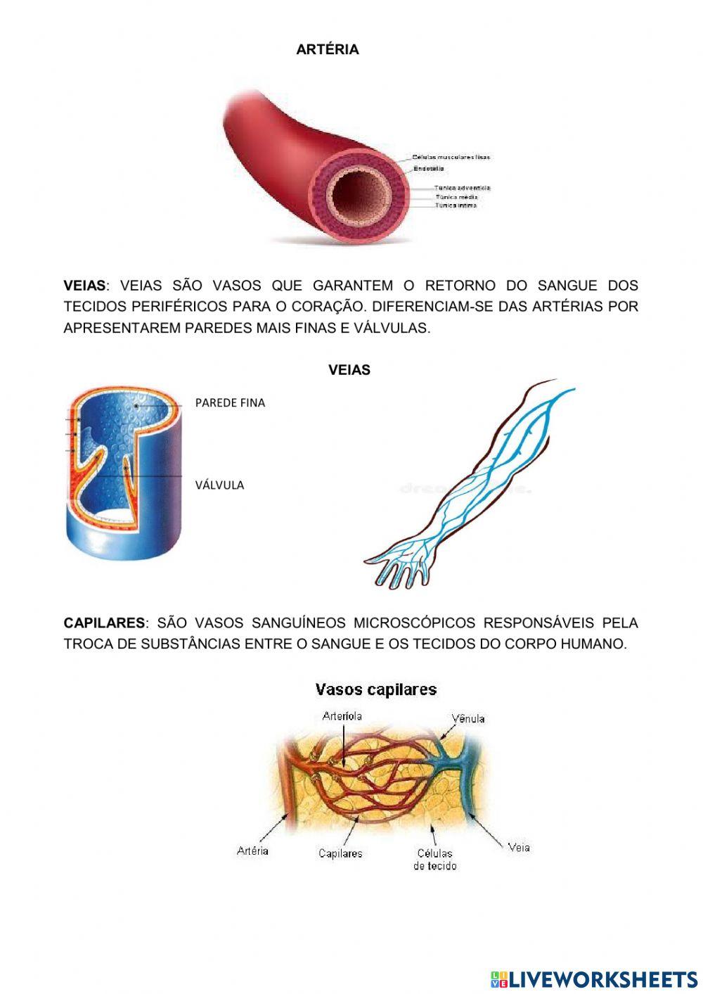 Sistema cardiovascular