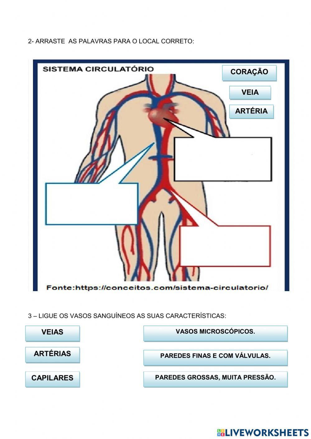 Sistema cardiovascular