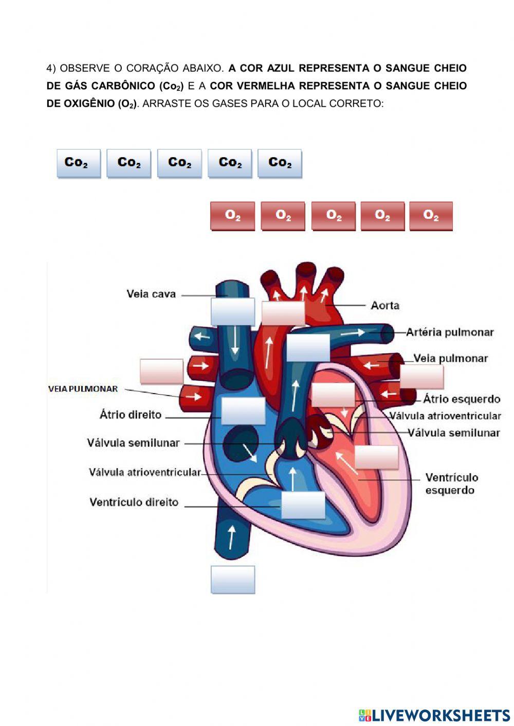 Sistema cardiovascular