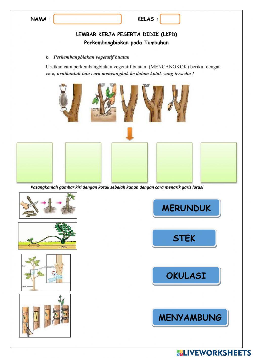 Perkembangan vegetatif