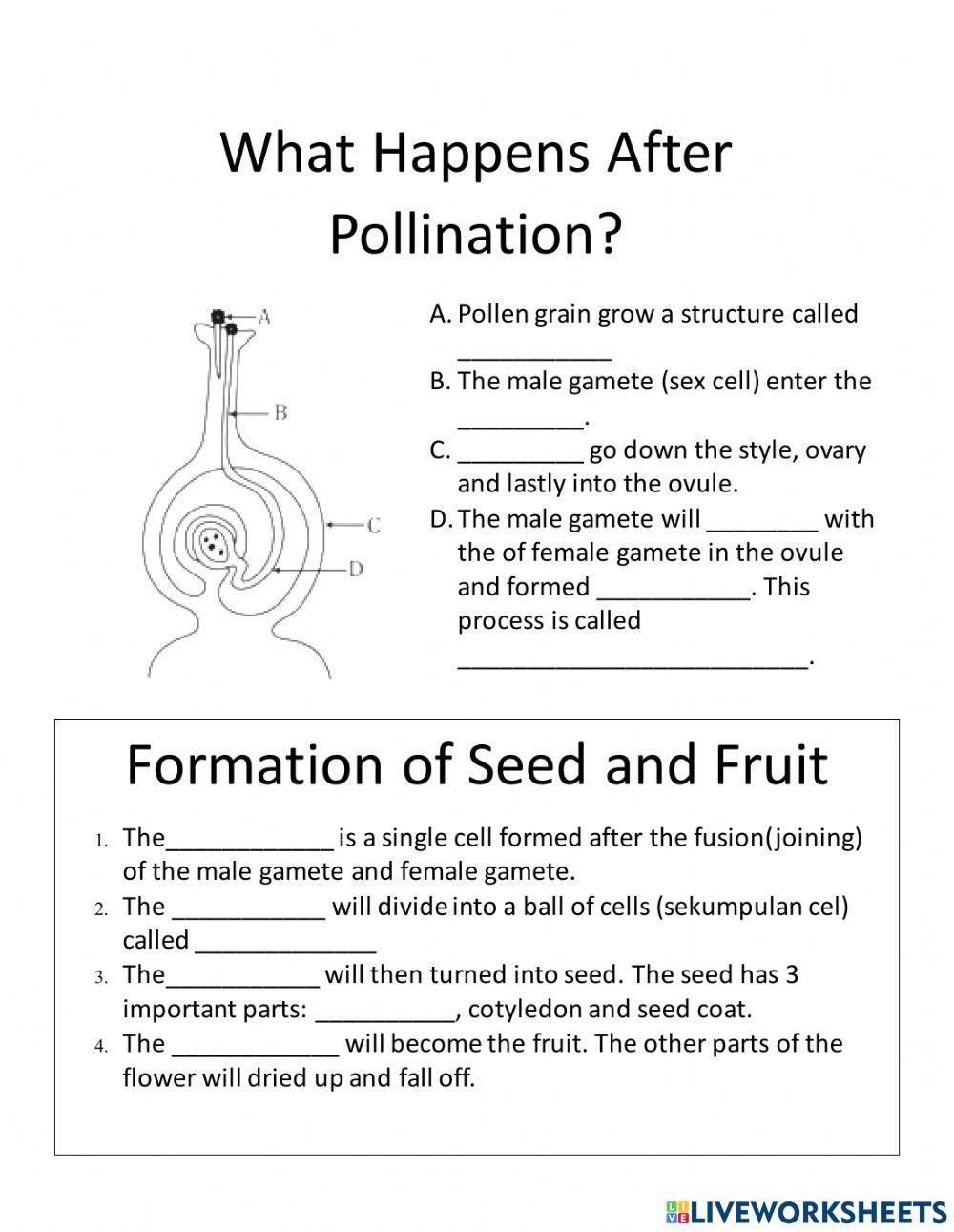 Fertilisation in Plants