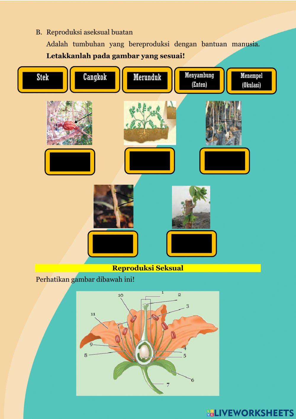 Struktur dan Fungsi Tumbuhan