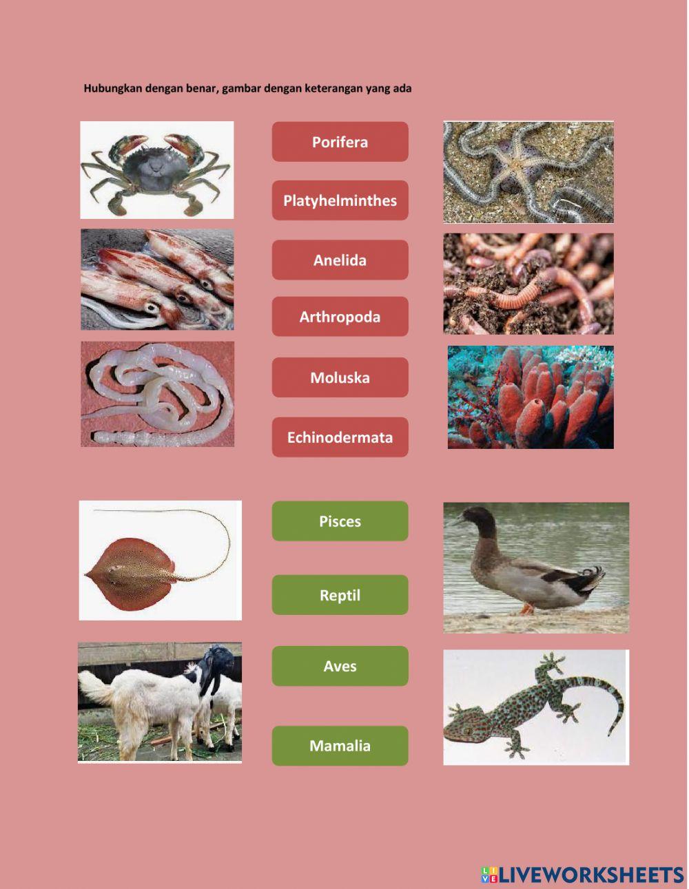Klasifikasi Tumbuhan dan Hewan