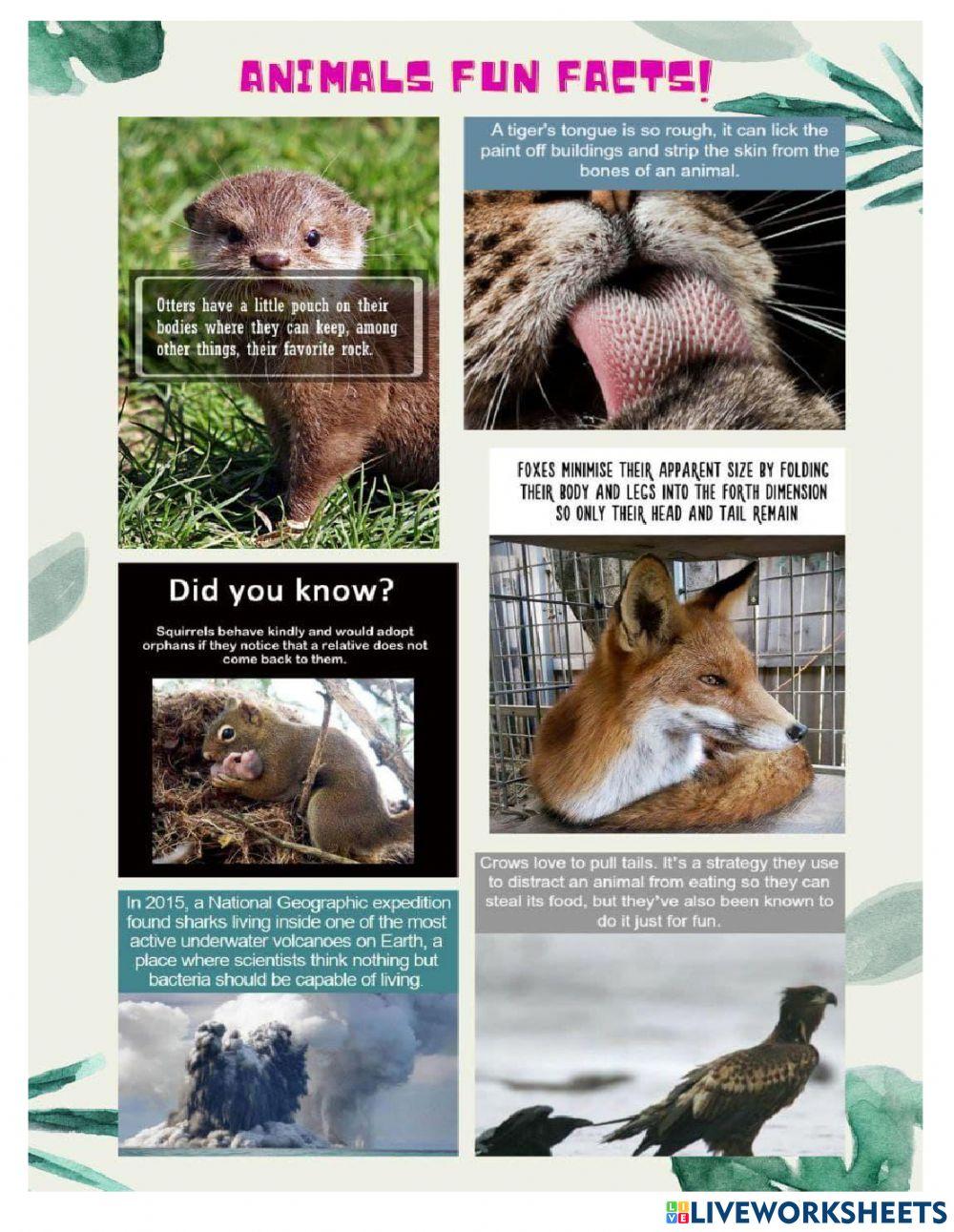 Animals Fun Facts