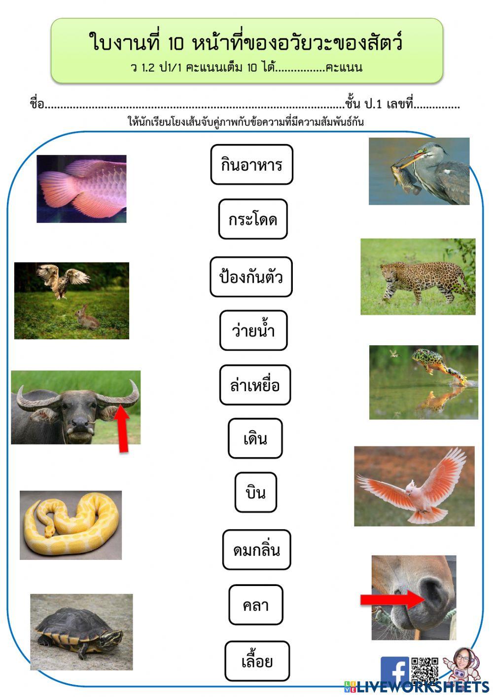 หน้าที่และการเคลื่อนที่ของอวัยวะของสัตว ์