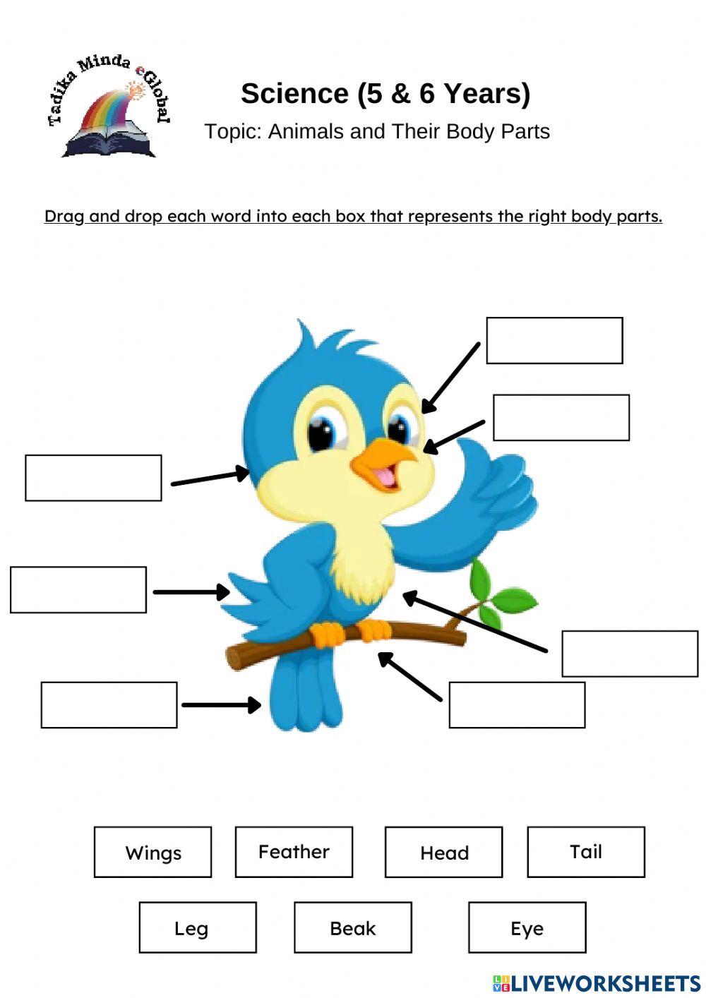 5 & 6 Years: Sciences (Animal Body Parts)