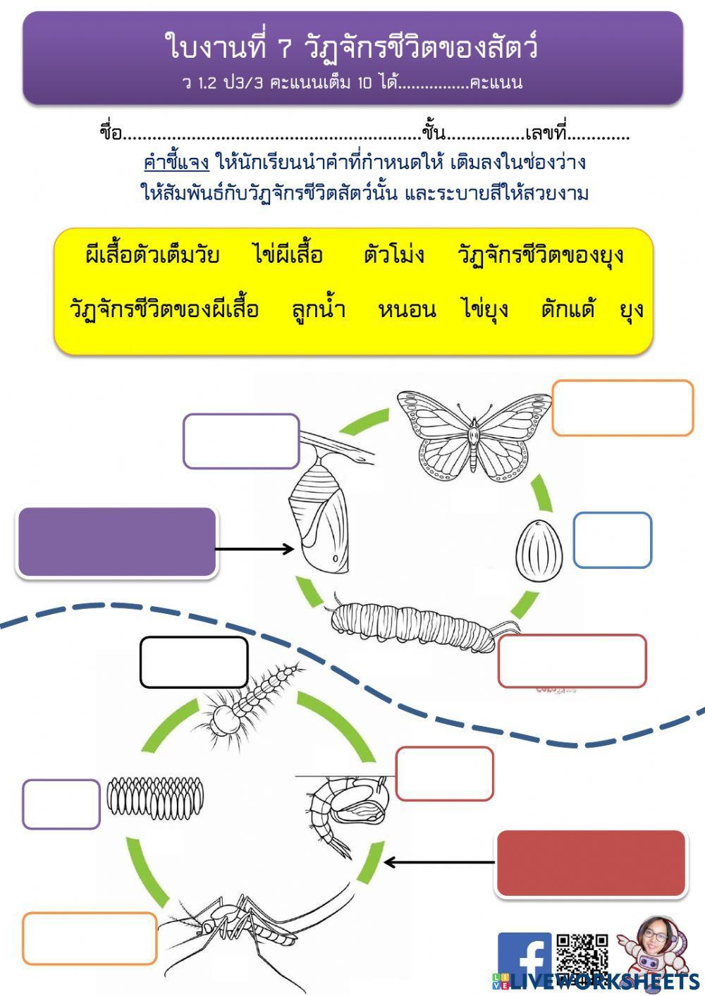 วัฏจักรชีวิตของสัตว์