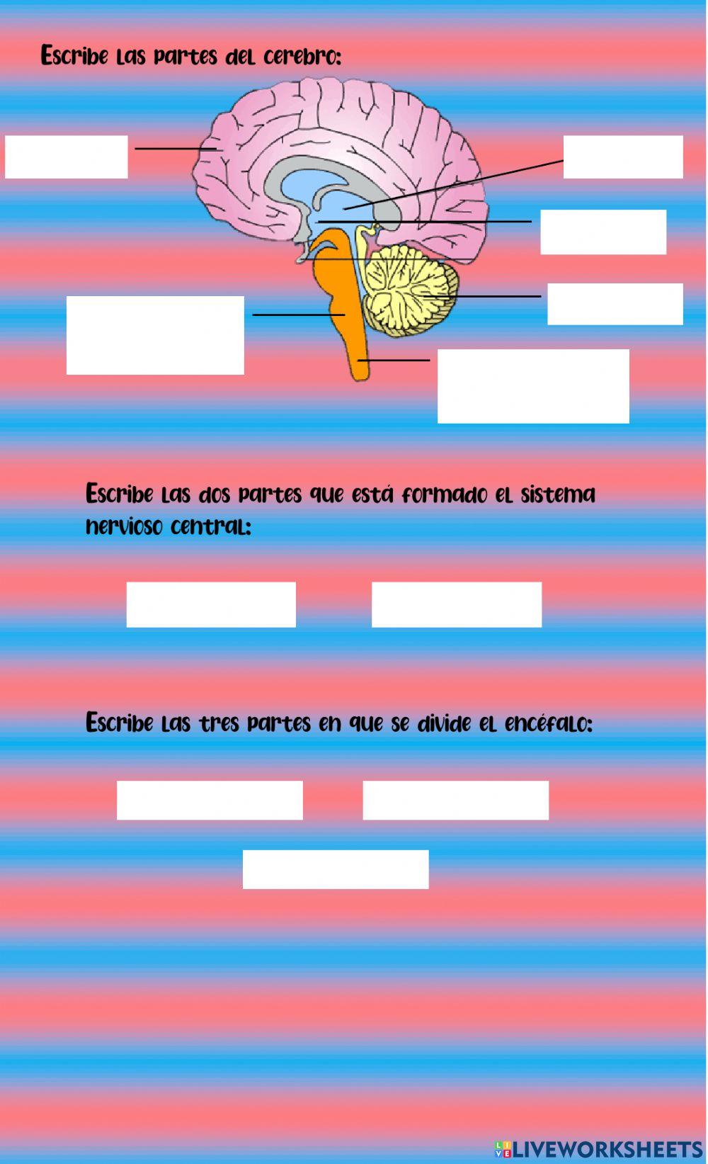 Estructura del sistema nervioso