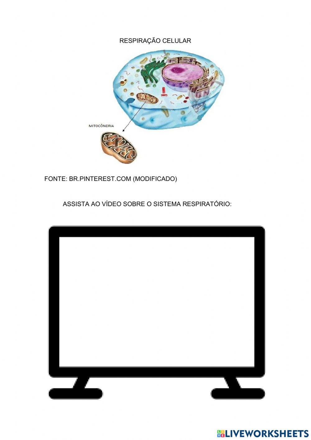 Sistema respiratório