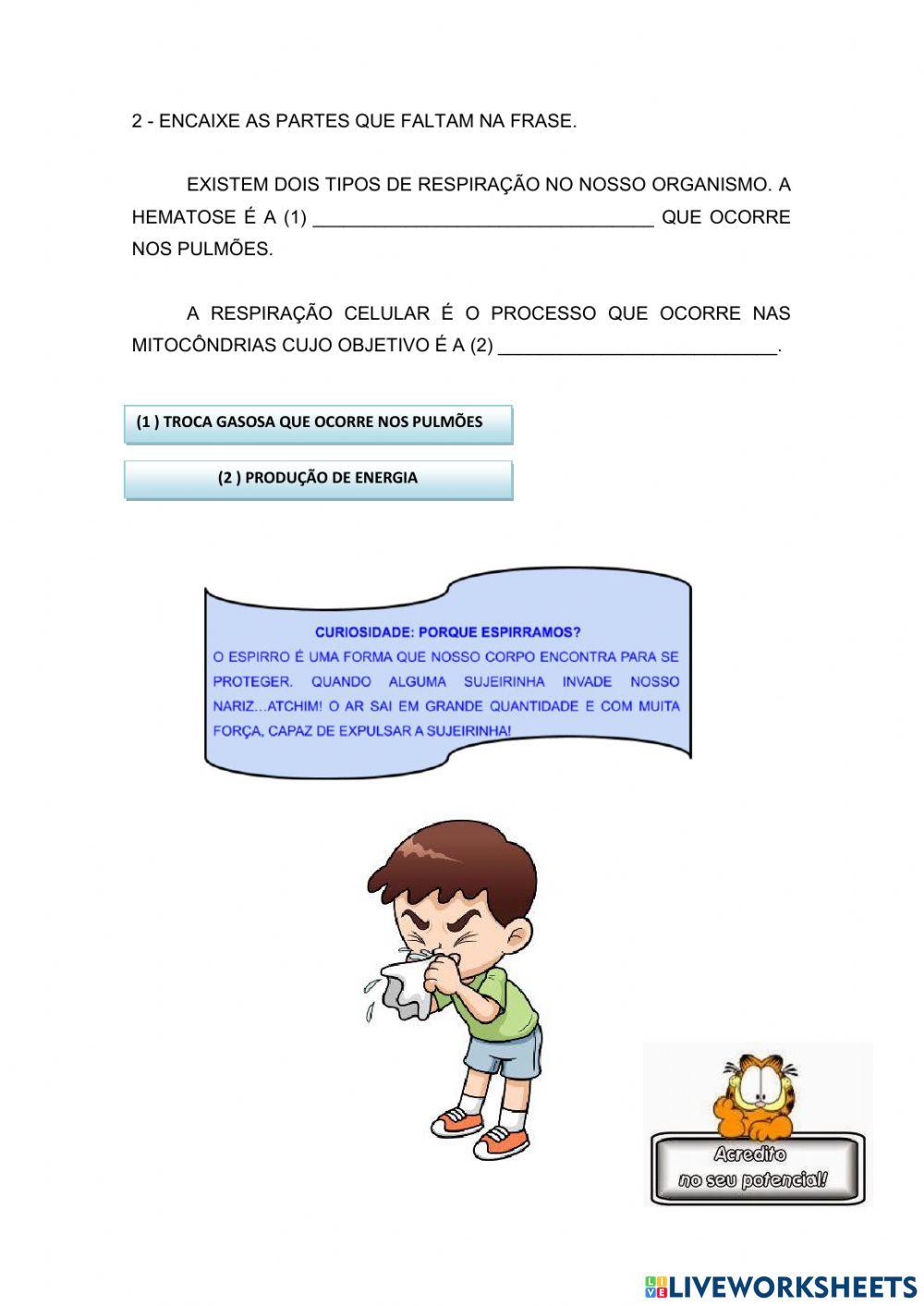 Sistema respiratório