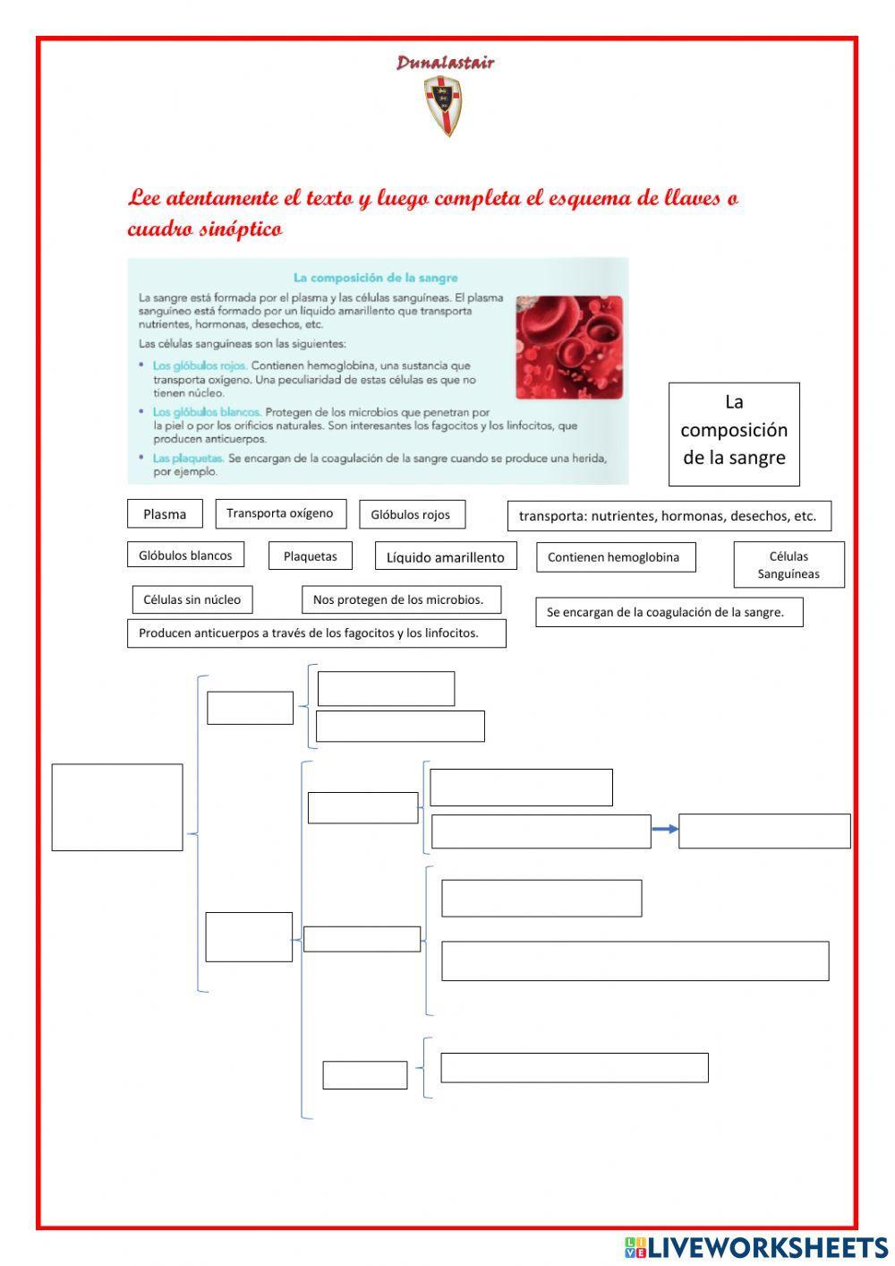 Esquema de llaves de la composición de la sangre