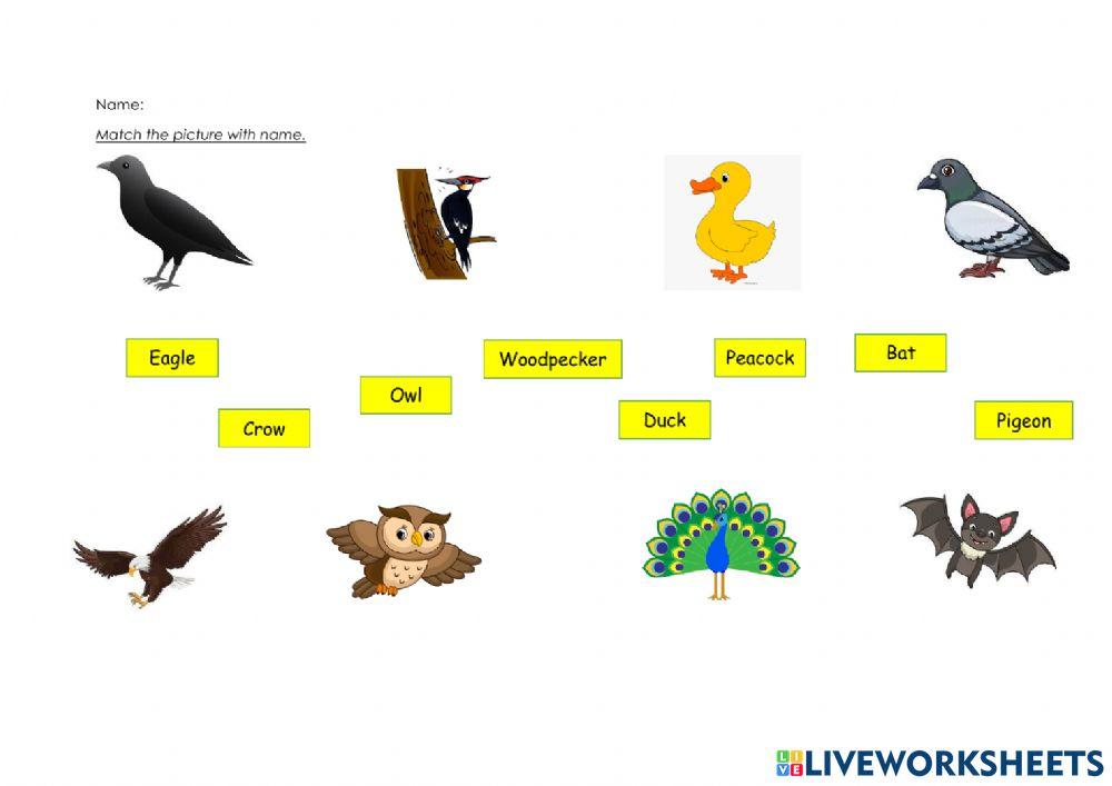 Birds exercise for PRE | Live Worksheets