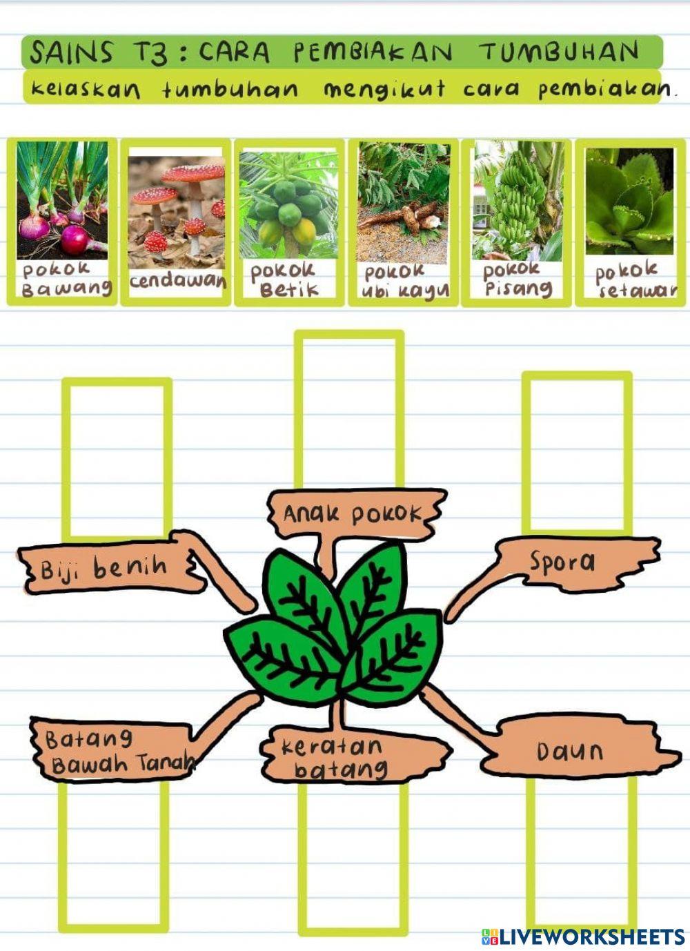 Cara pembiakan tumbuh tumbuhan