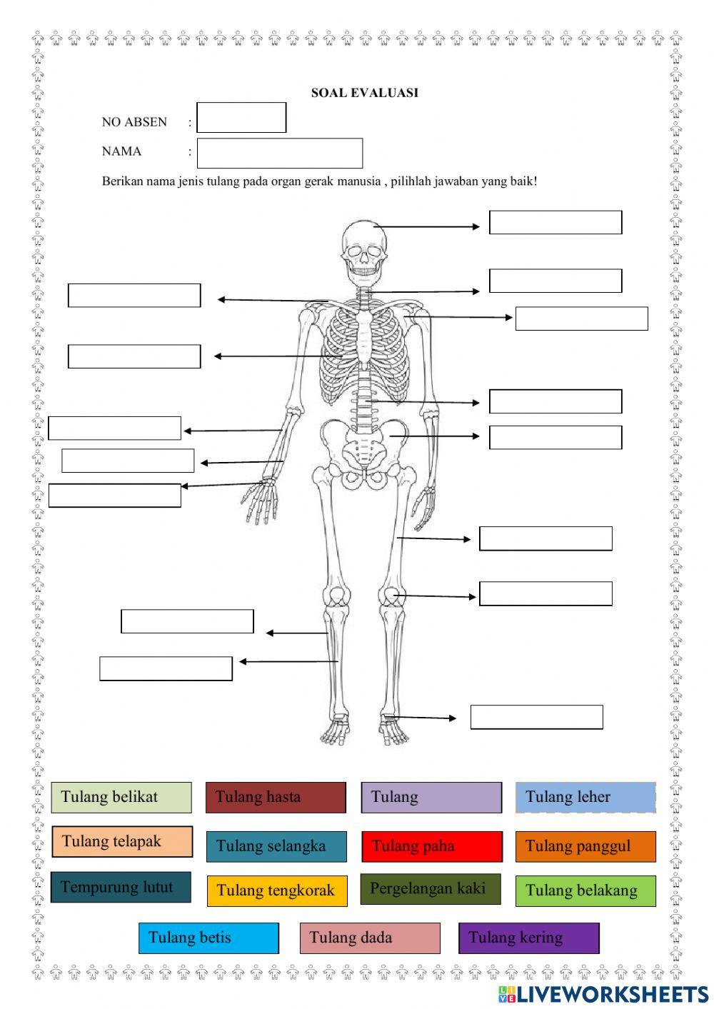 Evaluasi jenis Tulang