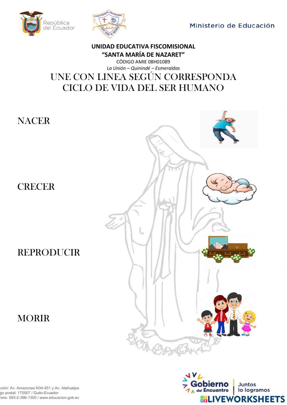 Ciclo de vida de los seres humanos