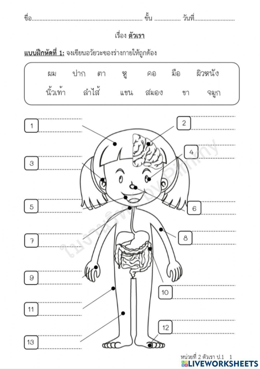 ใบงานวิทยาศาสตร์ ป.2 ตัวเรา