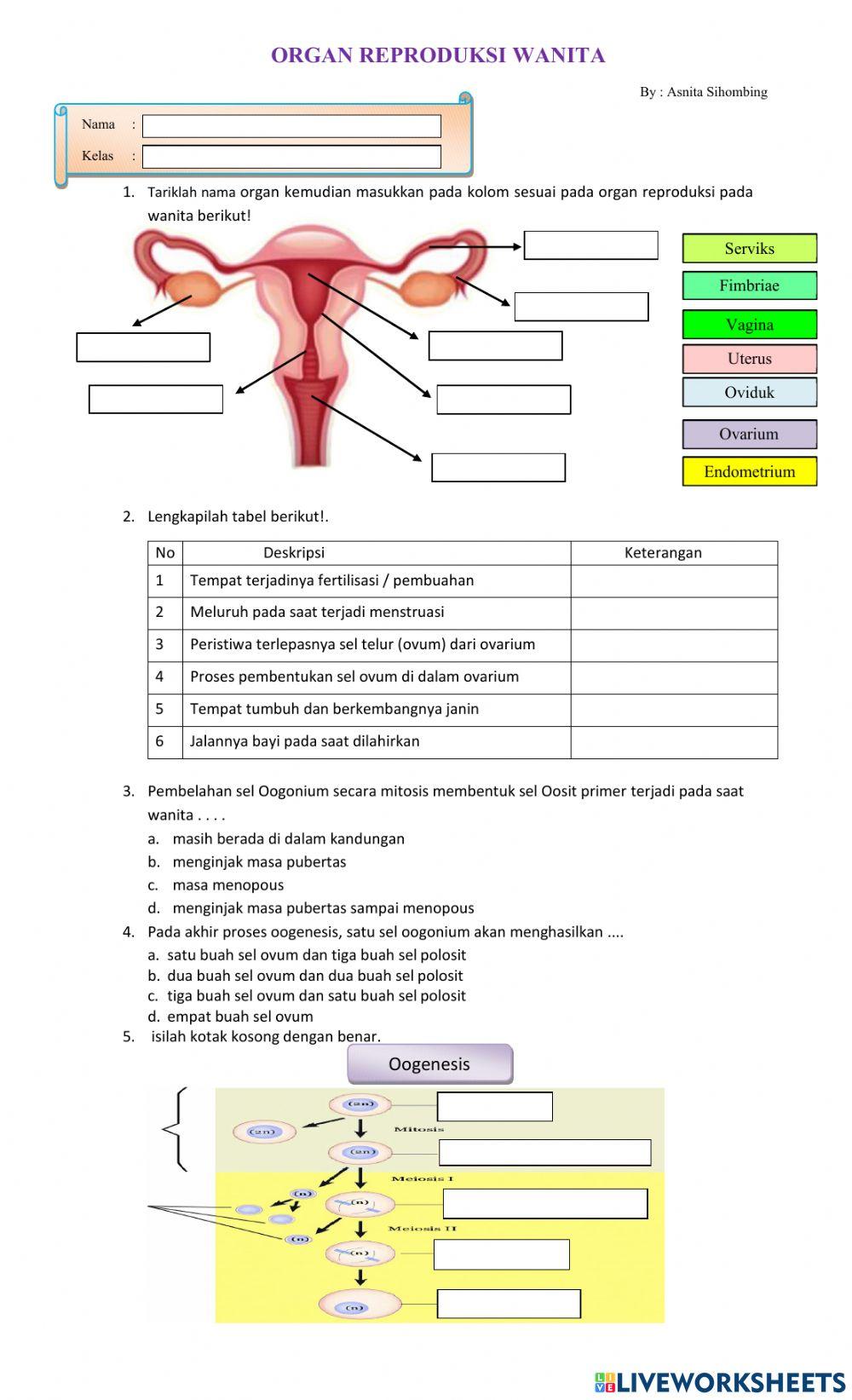 Organ Reproduksi Wanita